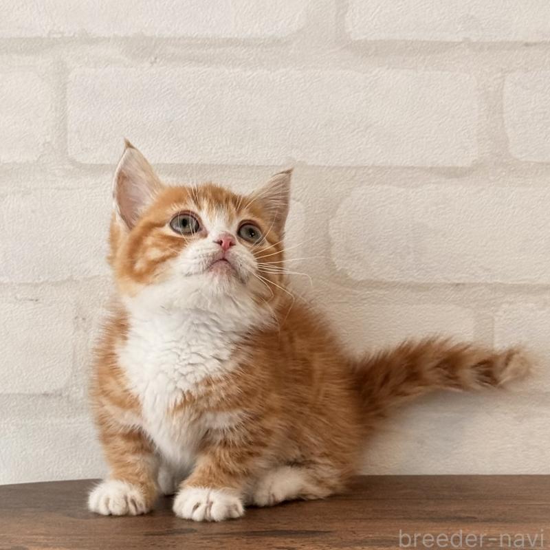 販売中の大阪府のマンチカン(短足)-137843の1枚目