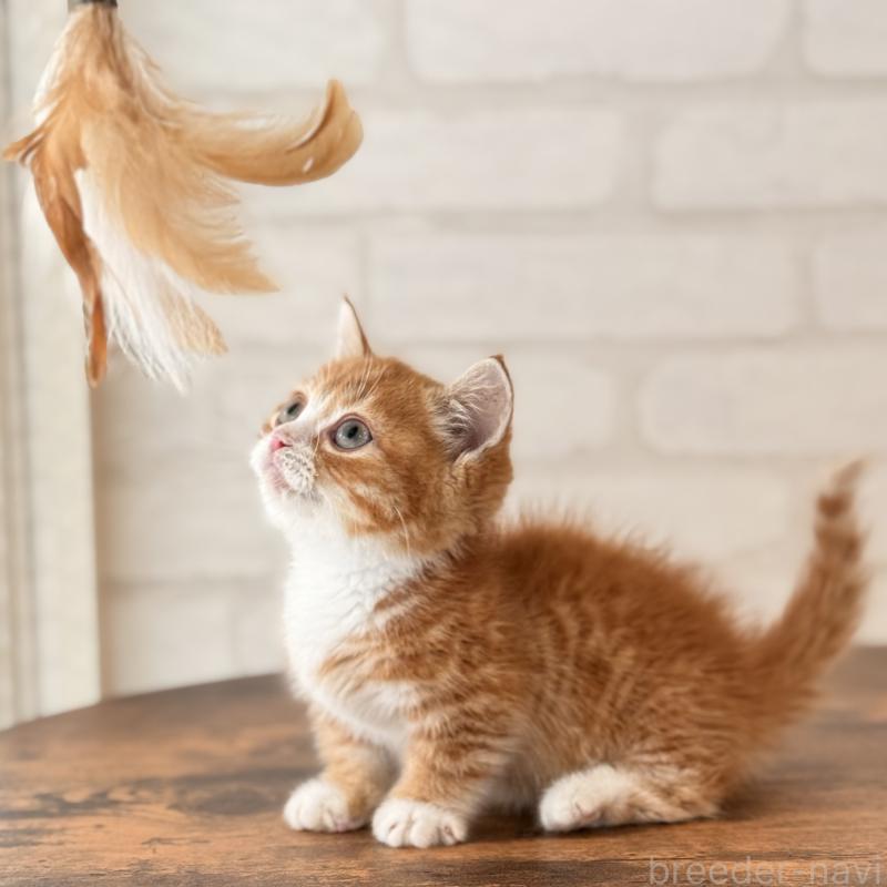 販売中の大阪府のマンチカン(短足)-137843の7枚目