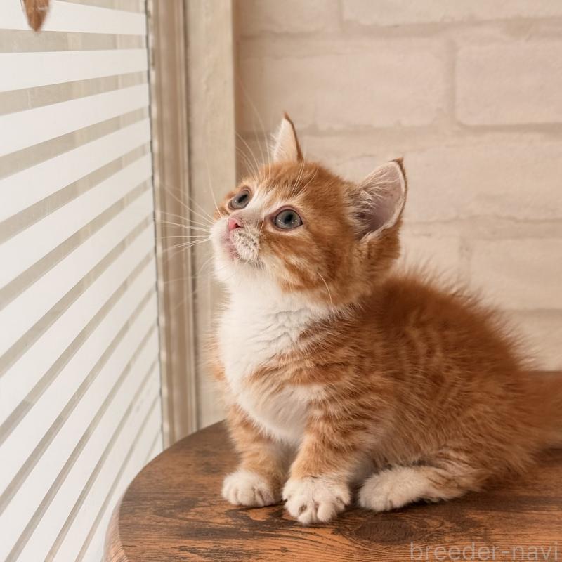 販売中の大阪府のマンチカン(短足)-137843の3枚目