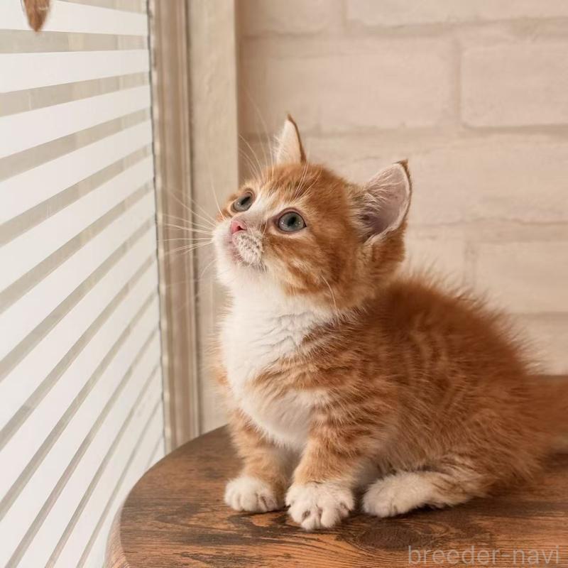 販売中の大阪府のマンチカン(短足)-137843の2枚目