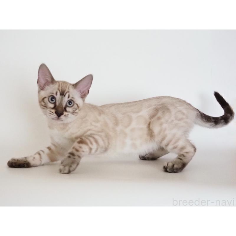 販売中の神奈川県のベンガル-135506の3枚目