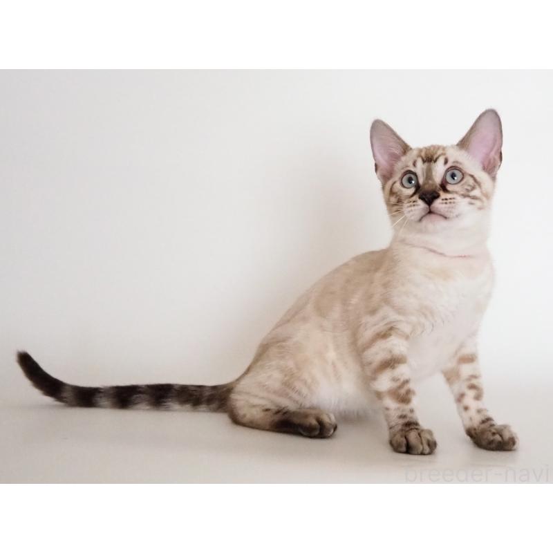 販売中の神奈川県のベンガル-135506の2枚目