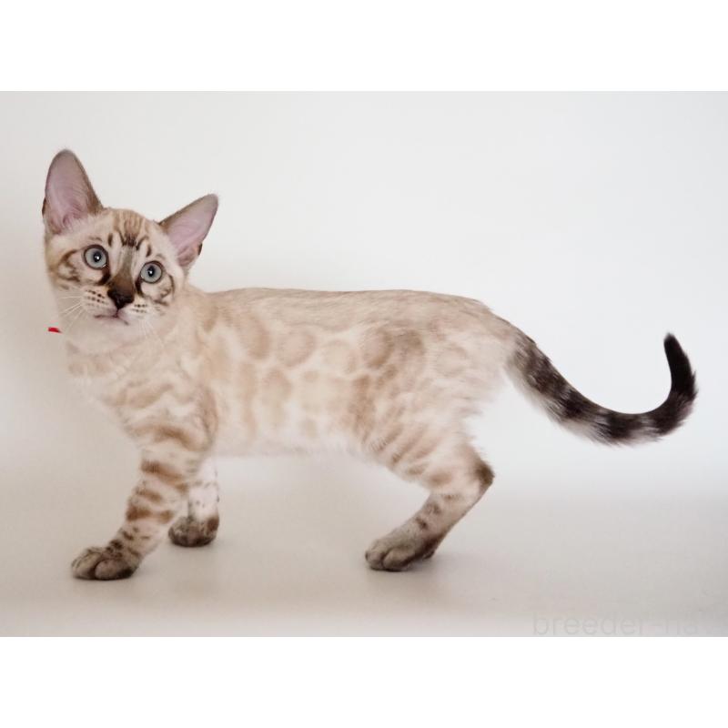 販売中の神奈川県のベンガル-135506の1枚目