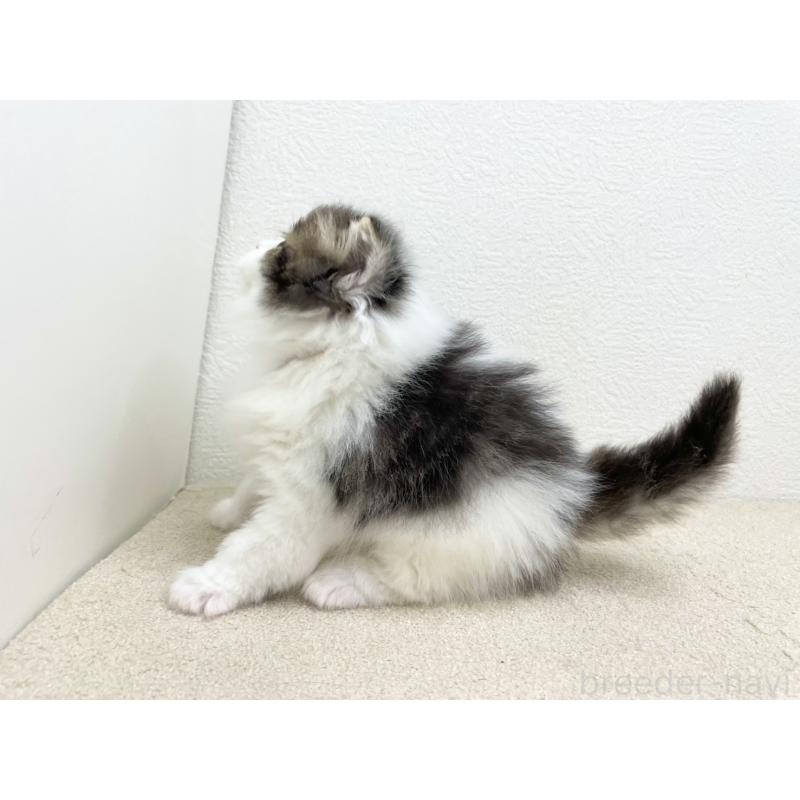 成約済の千葉県のスコティッシュフォールド-136725の2枚目