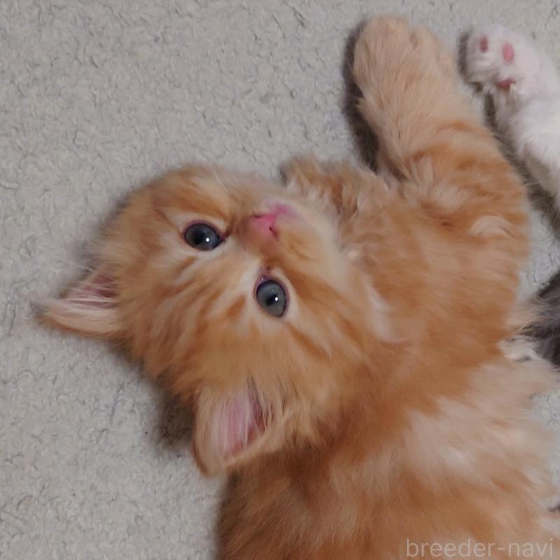 販売中の埼玉県のミヌエット-136382の8枚目