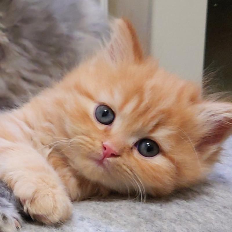 販売中の埼玉県のミヌエット-136382