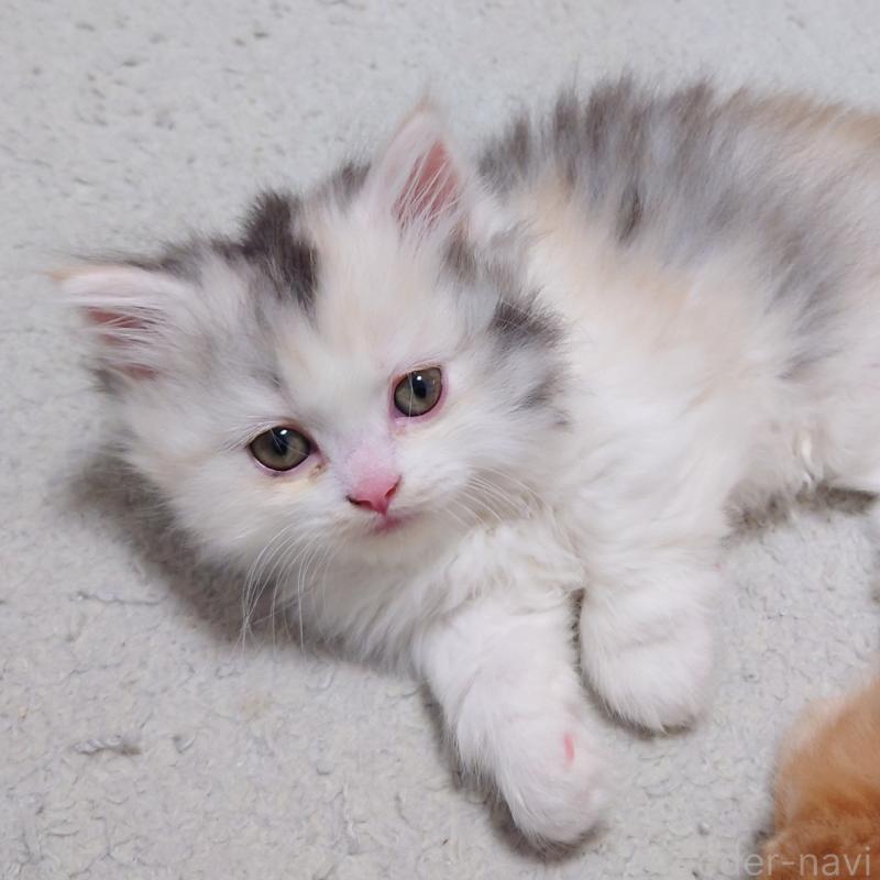 成約済の埼玉県のミヌエット(短足)-136379の4枚目