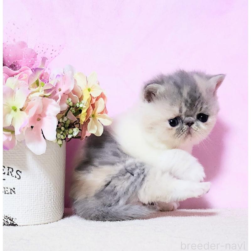 成約済の群馬県のエキゾチックショートヘア-135576の1枚目