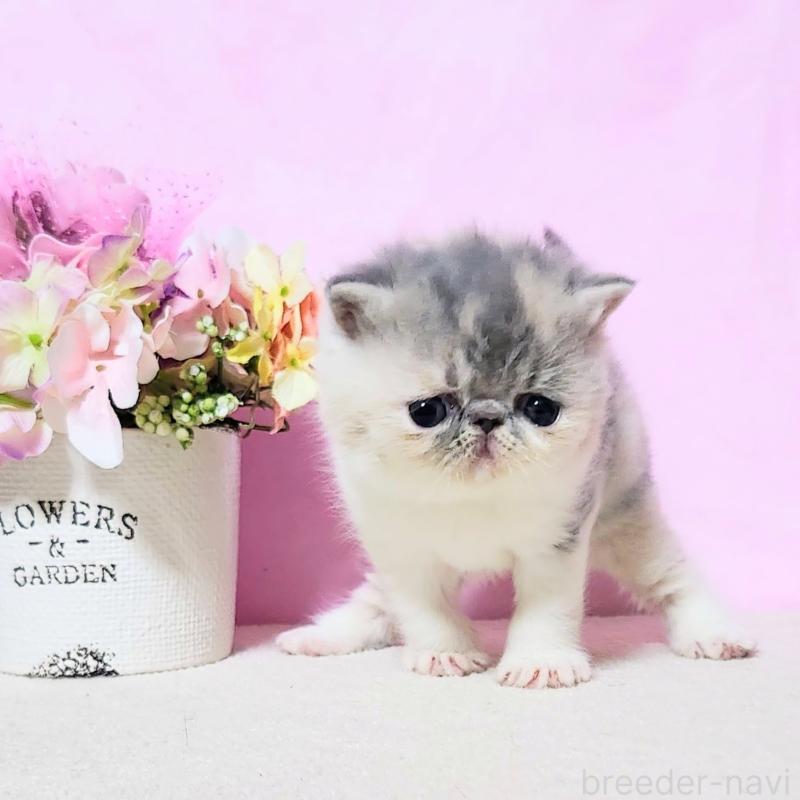 成約済の群馬県のエキゾチックショートヘア-135576の7枚目