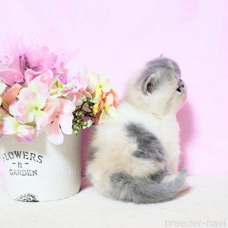 成約済の群馬県のエキゾチックショートヘア-135576の4枚目