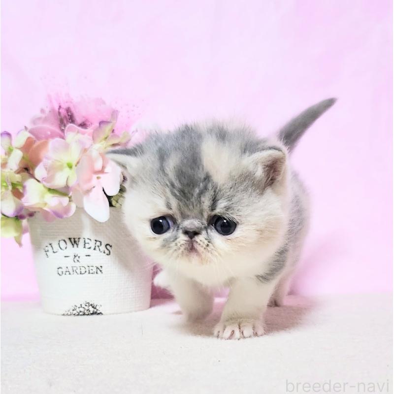 成約済の群馬県のエキゾチックショートヘア-135576の3枚目