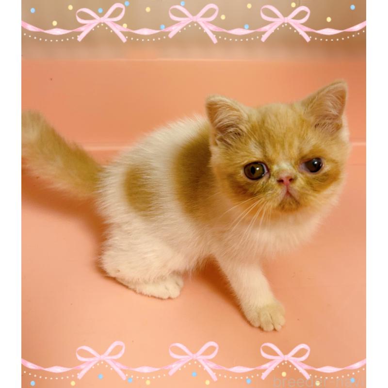 成約済の東京都のエキゾチックショートヘア-135879の5枚目