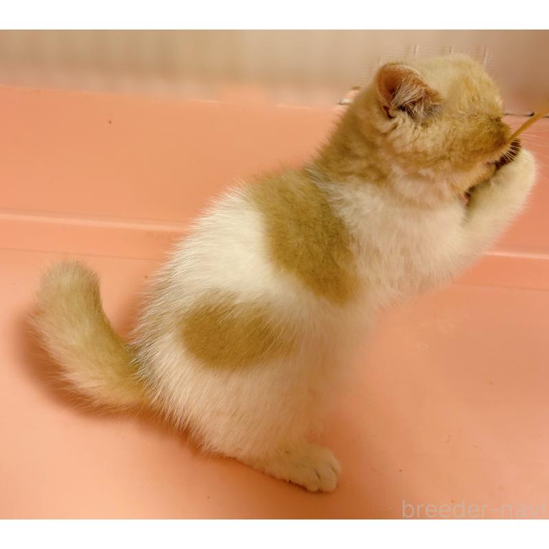 成約済の東京都のエキゾチックショートヘア-135879の4枚目