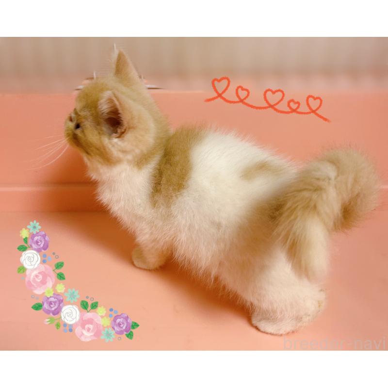 成約済の東京都のエキゾチックショートヘア-135879の3枚目