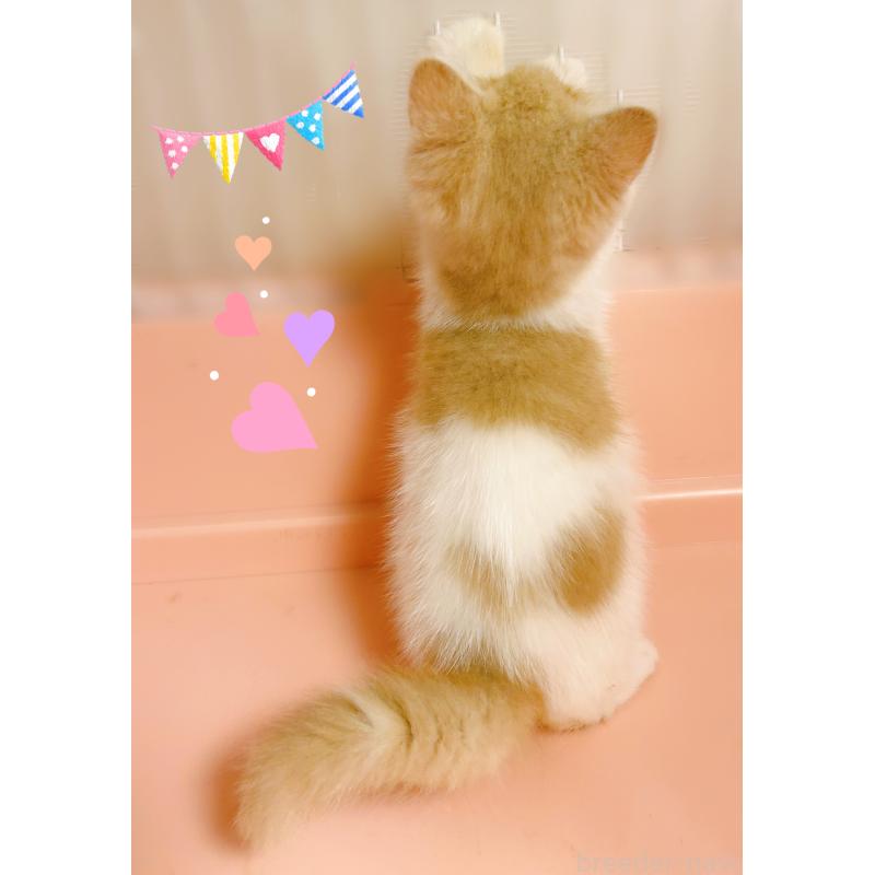 成約済の東京都のエキゾチックショートヘア-135879の2枚目