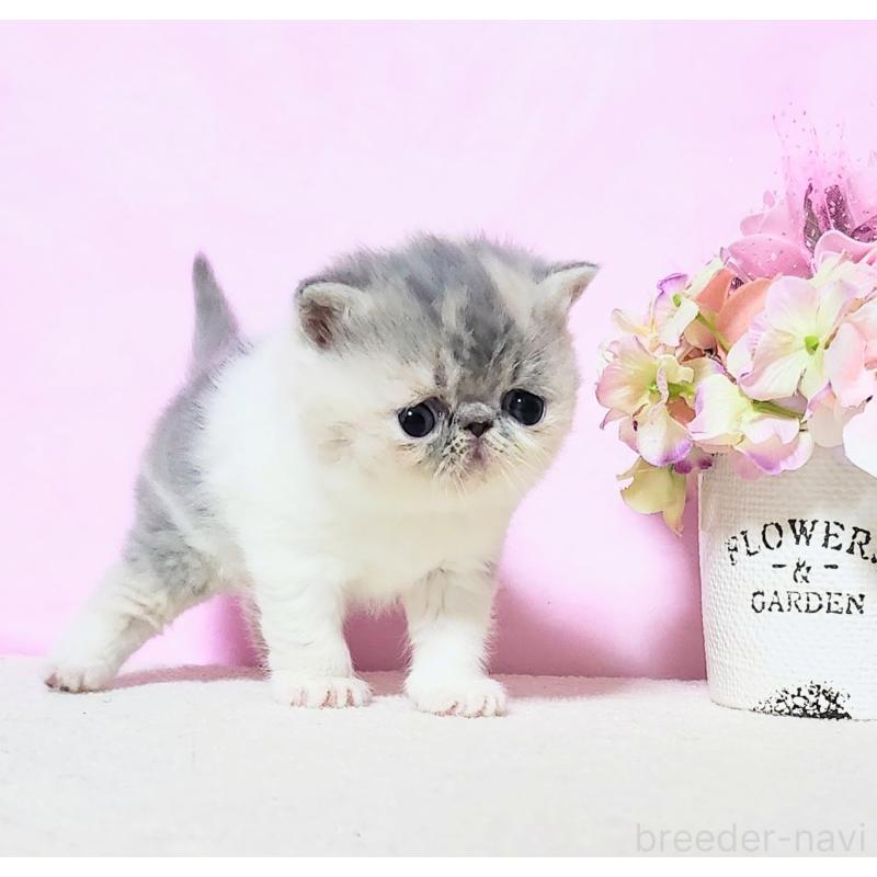 成約済の群馬県のエキゾチックショートヘア-135576の2枚目