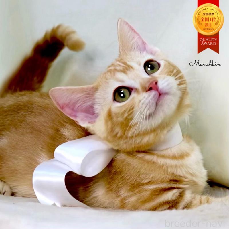 販売中の栃木県のマンチカン(短足)-132976の1枚目