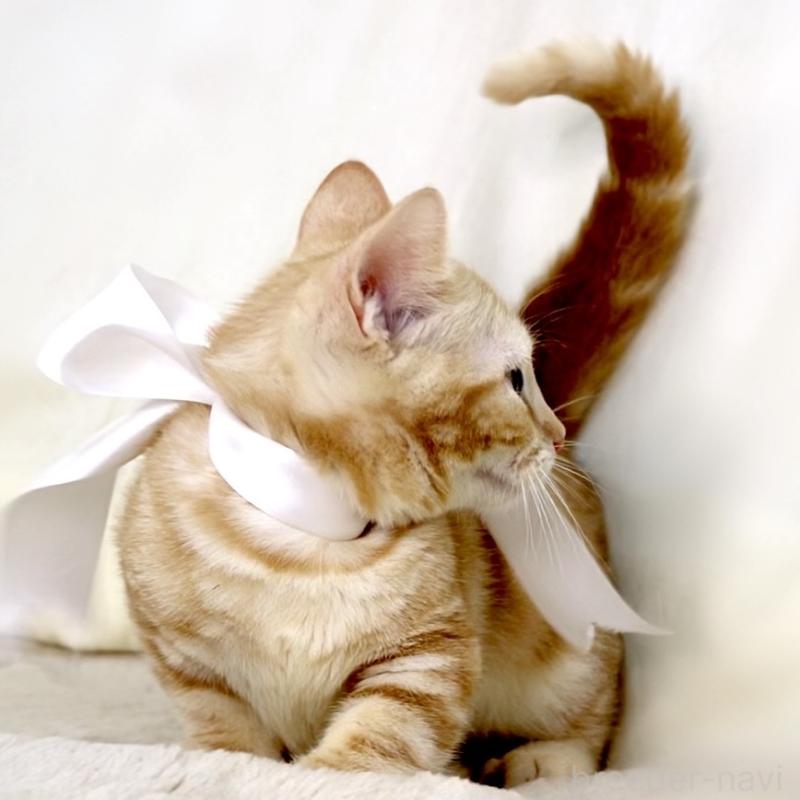 販売中の栃木県のマンチカン(短足)-132976の10枚目