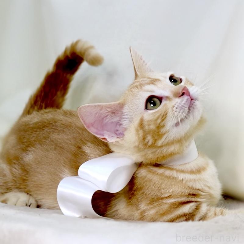 販売中の栃木県のマンチカン(短足)-132976の9枚目