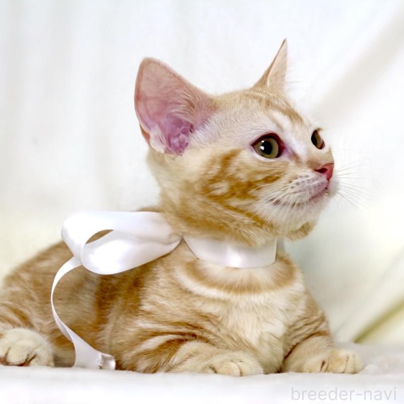 販売中の栃木県のマンチカン(短足)-132976の8枚目