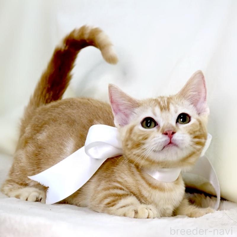 販売中の栃木県のマンチカン(短足)-132976の7枚目