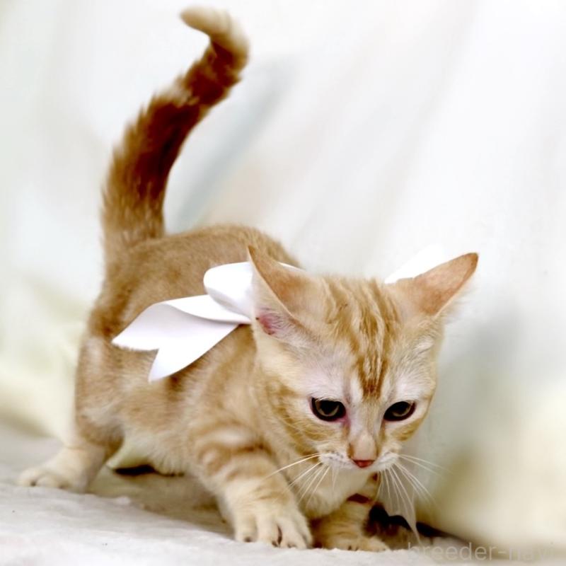 販売中の栃木県のマンチカン(短足)-132976の6枚目