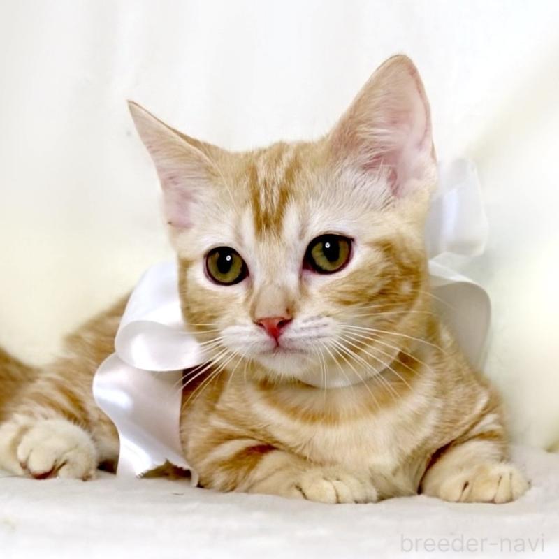 販売中の栃木県のマンチカン(短足)-132976の5枚目