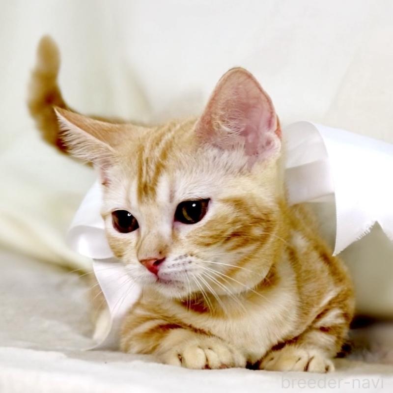 販売中の栃木県のマンチカン(短足)-132976の4枚目