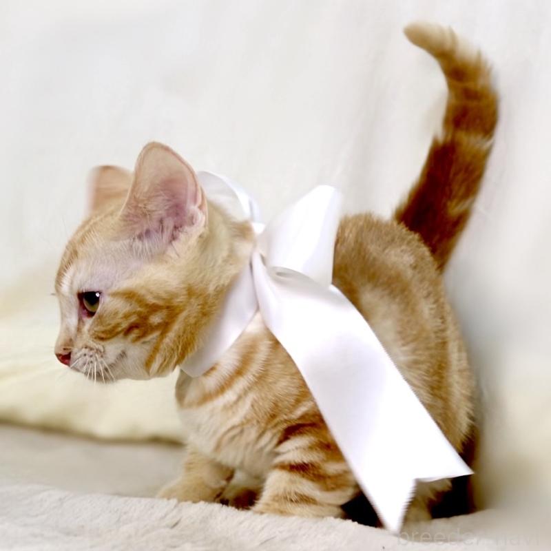 販売中の栃木県のマンチカン(短足)-132976の3枚目