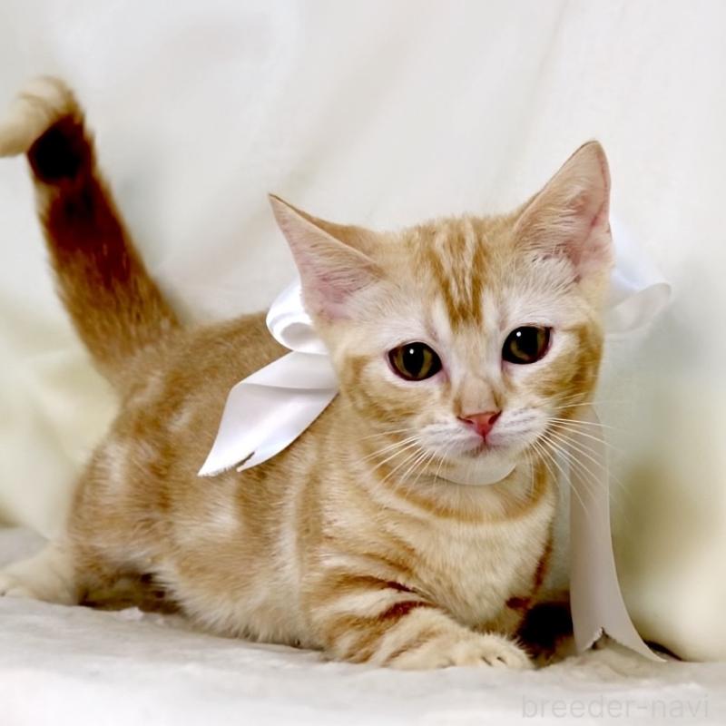 販売中の栃木県のマンチカン(短足)-132976の2枚目