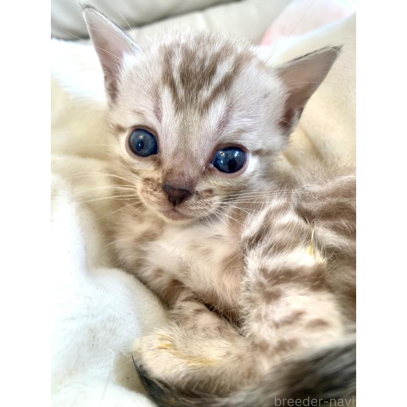 商談中の東京都のベンガル-136968の12枚目