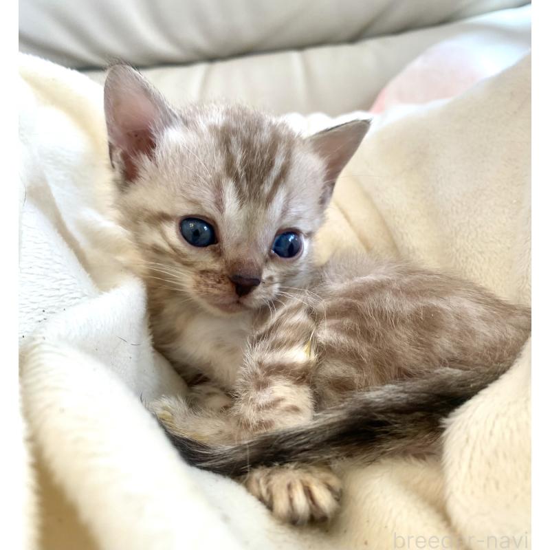 販売中の東京都のベンガル-136968