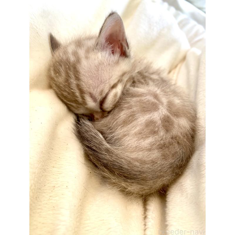 商談中の東京都のベンガル-136968の11枚目