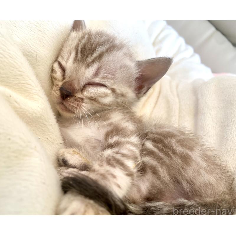 商談中の東京都のベンガル-136968の10枚目