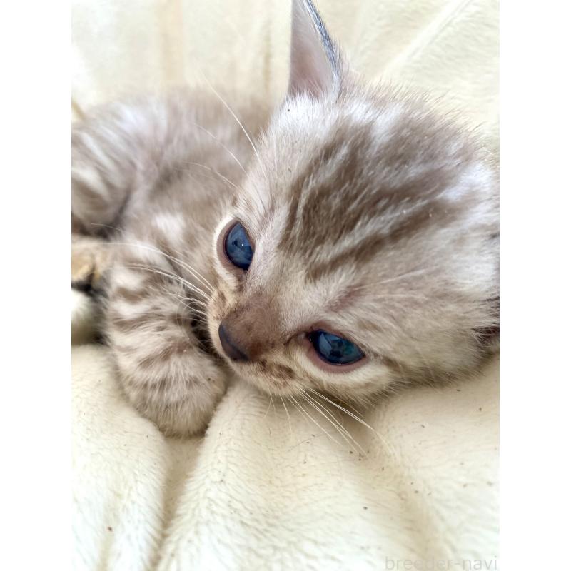 商談中の東京都のベンガル-136968の9枚目