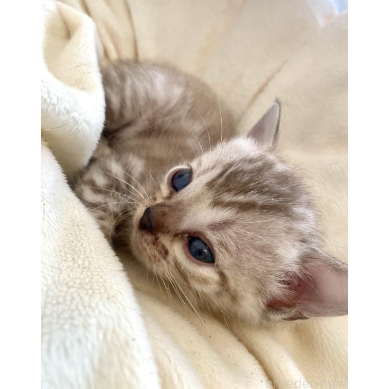 商談中の東京都のベンガル-136968の8枚目