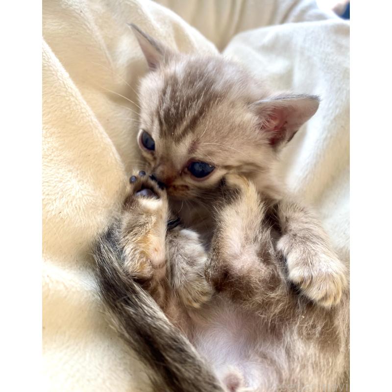 商談中の東京都のベンガル-136968の7枚目