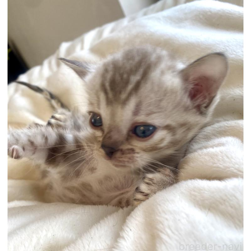 商談中の東京都のベンガル-136968の6枚目