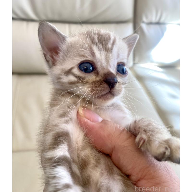 商談中の東京都のベンガル-136968の5枚目