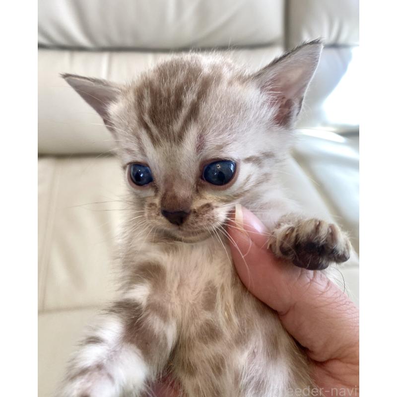 商談中の東京都のベンガル-136968の4枚目