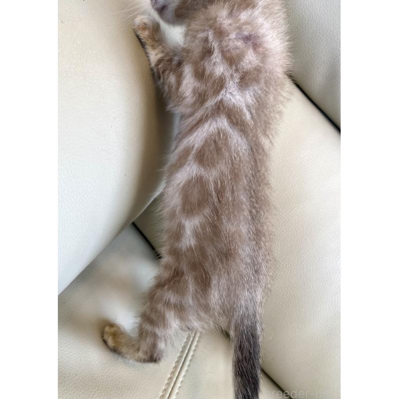 商談中の東京都のベンガル-136968の3枚目