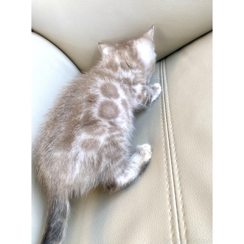 商談中の東京都のベンガル-136968の2枚目