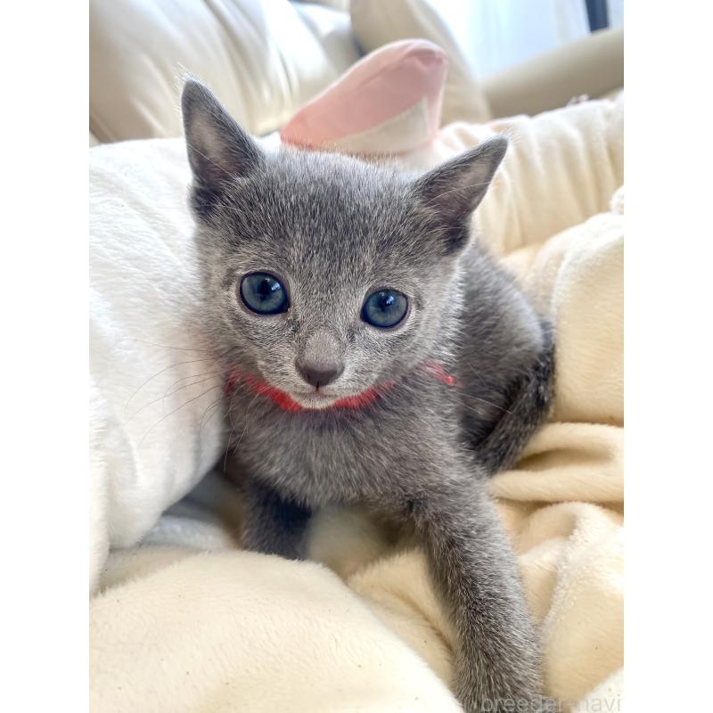 販売中の東京都のロシアンブルー-136805の49枚目