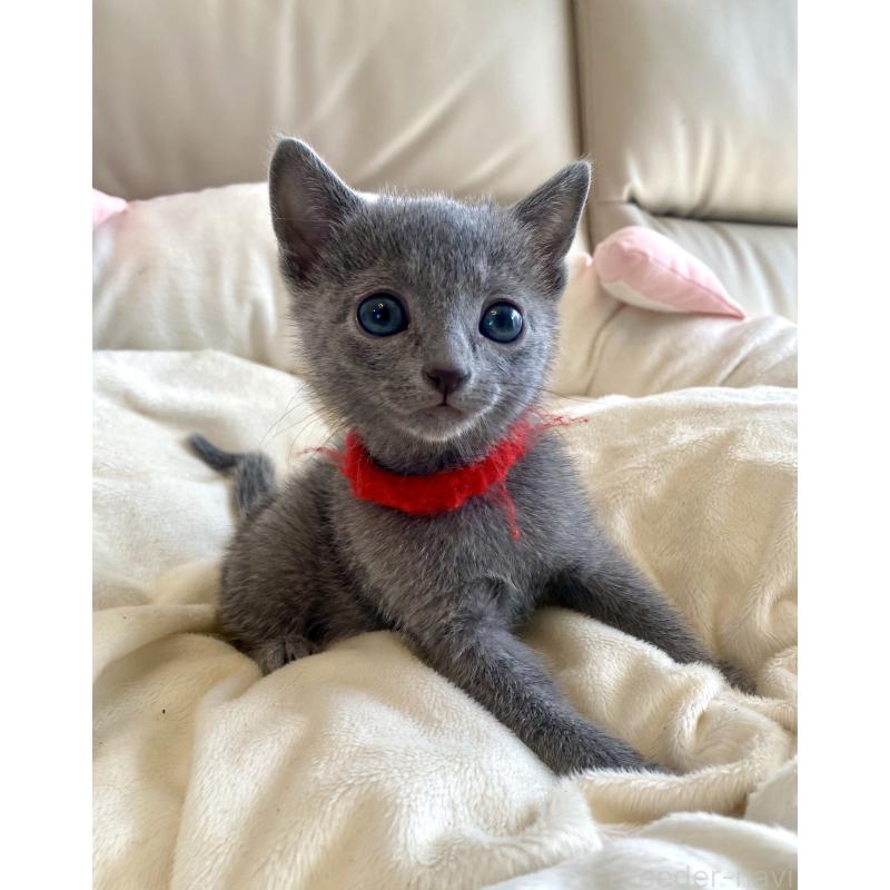 販売中の東京都のロシアンブルー-136805の48枚目