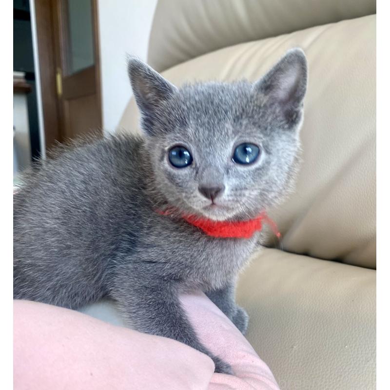 販売中ののロシアンブルー-136805