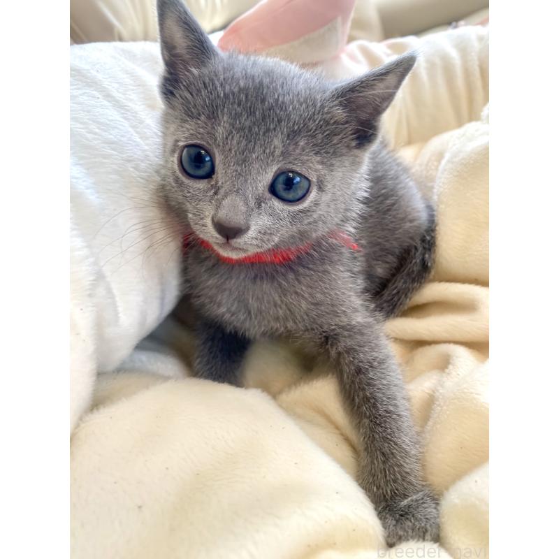 販売中の東京都のロシアンブルー-136805の46枚目