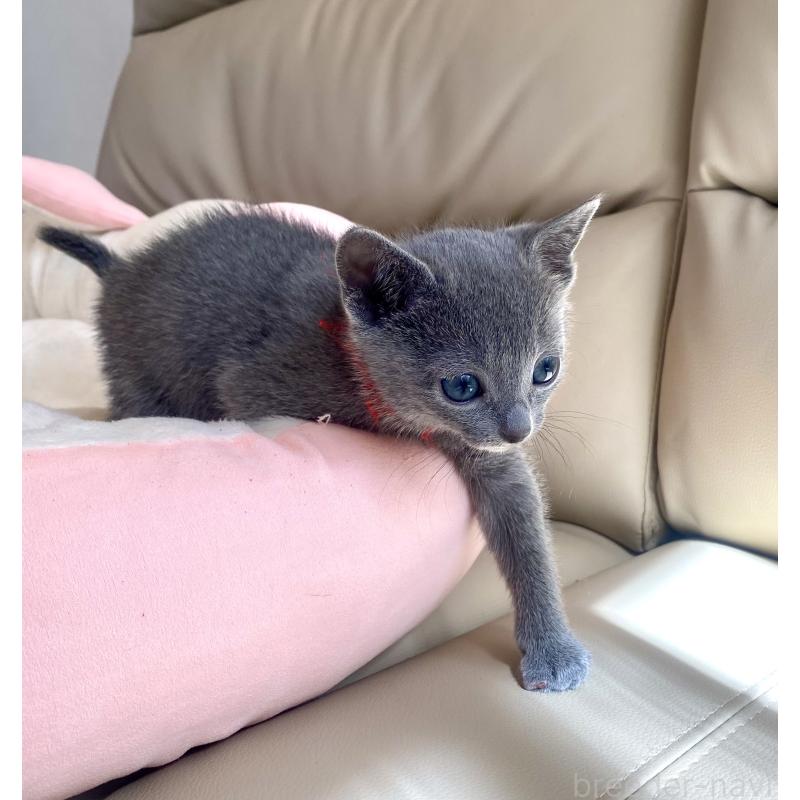 販売中の東京都のロシアンブルー-136805の45枚目