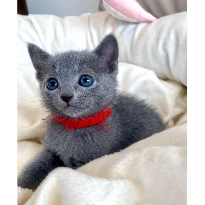 販売中の東京都のロシアンブルー-136805の44枚目