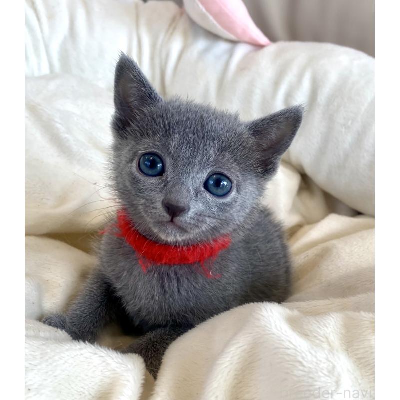 販売中の東京都のロシアンブルー-136805の43枚目