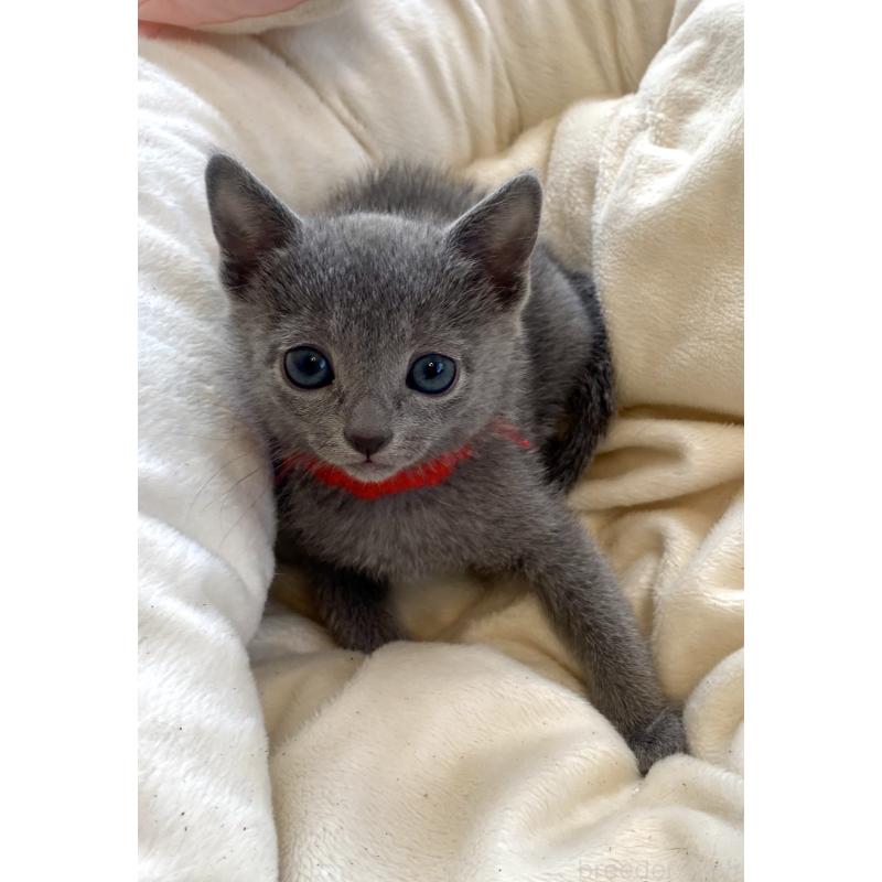 販売中の東京都のロシアンブルー-136805の42枚目